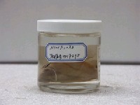 藏品(尖嘴蝴蝶魚)的圖片